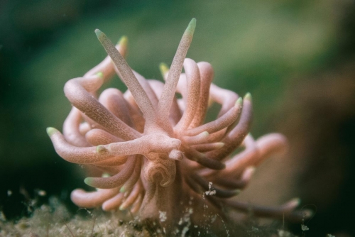 Phyllodesmium briareum