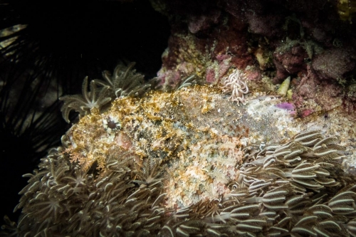 Phyllodesmium briareum + Scorpaenopsis oxycephala