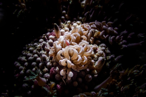 Phyllodesmium colemani