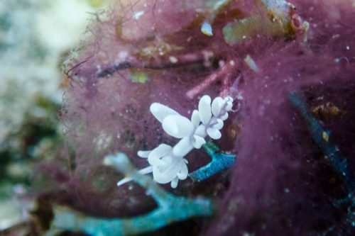 Phyllodesmium pecten