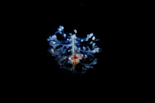 Porcellanella haigae