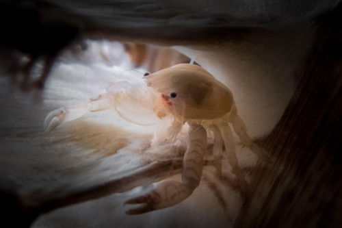 Porcellanella triloba