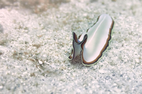 Pseudoceros bimarginatus