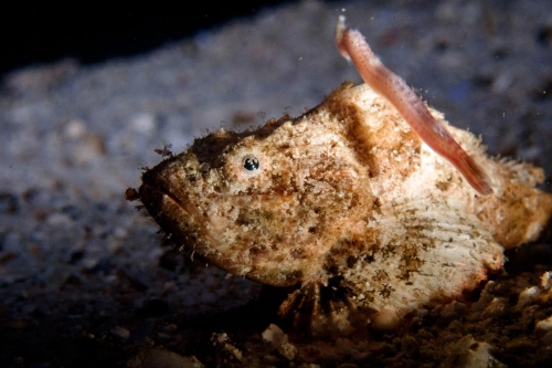 Scorpaenopsis diabolus