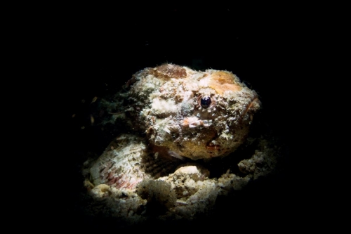 Scorpaenopsis macrochir