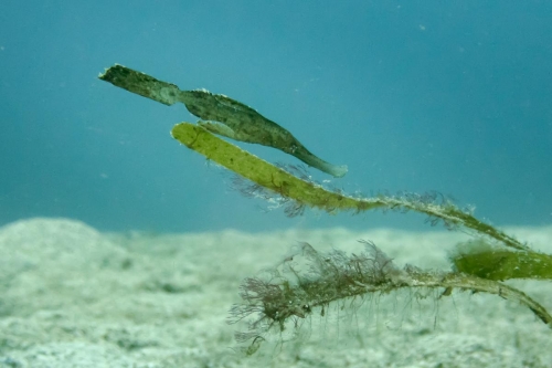 Solenostomus cyanopterus