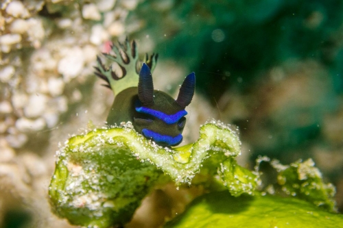 Tambja morosa