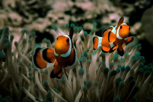 Amphiprion ocellaris