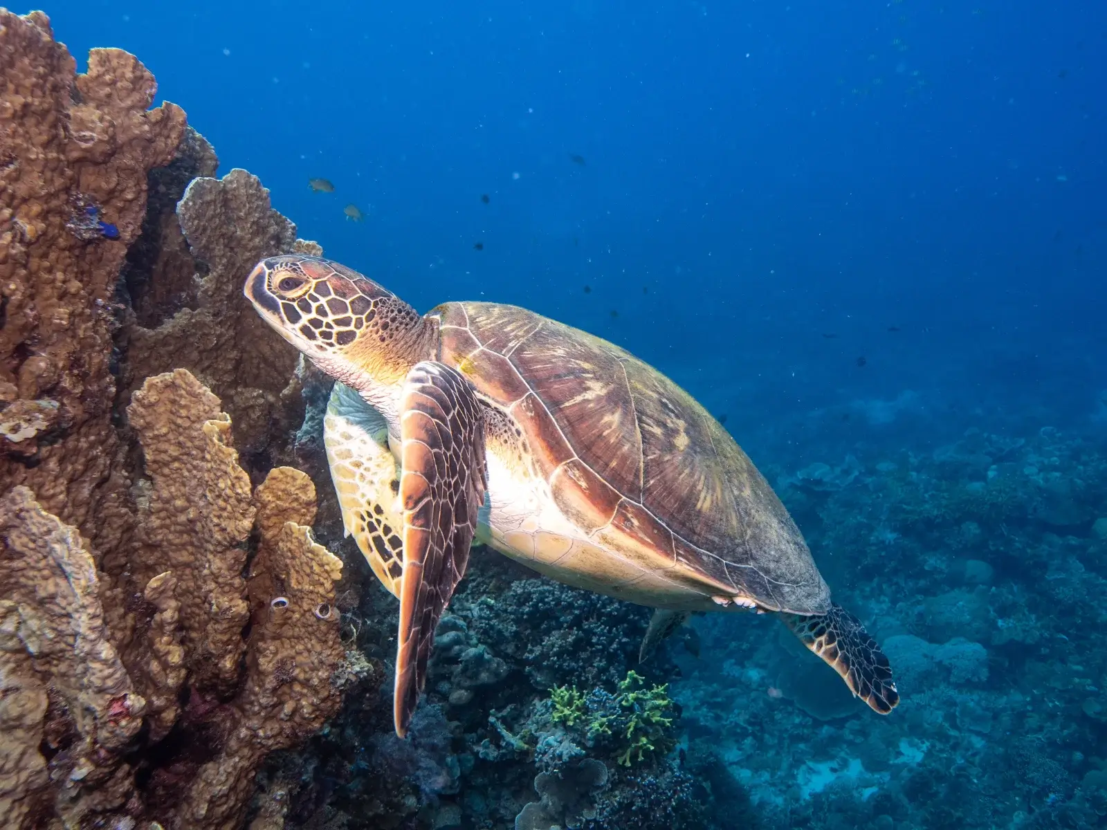 Tortue marine sur un récif de Siquijor Une tortue marine nage au-dessus d’un récif corallien à Siquijor, aux Philippines.