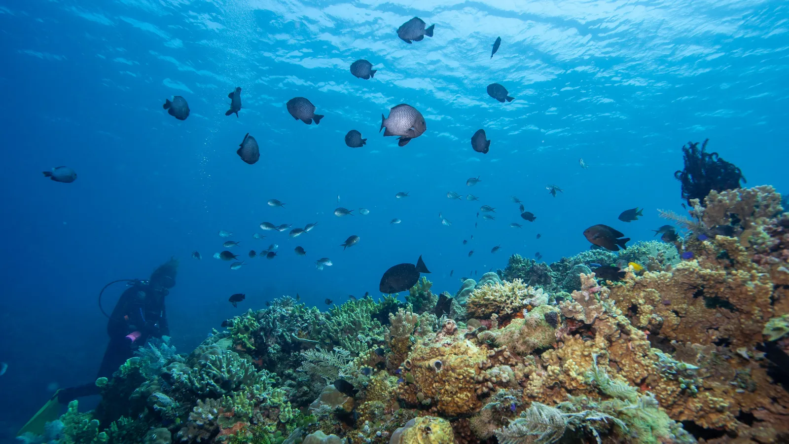 Banc de poissons nageant au-dessus du récif de Tubod à Siquijor