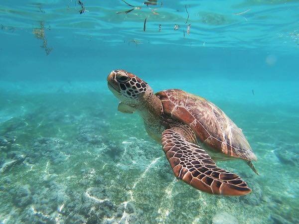 close-up of a turtle swimming in clear water