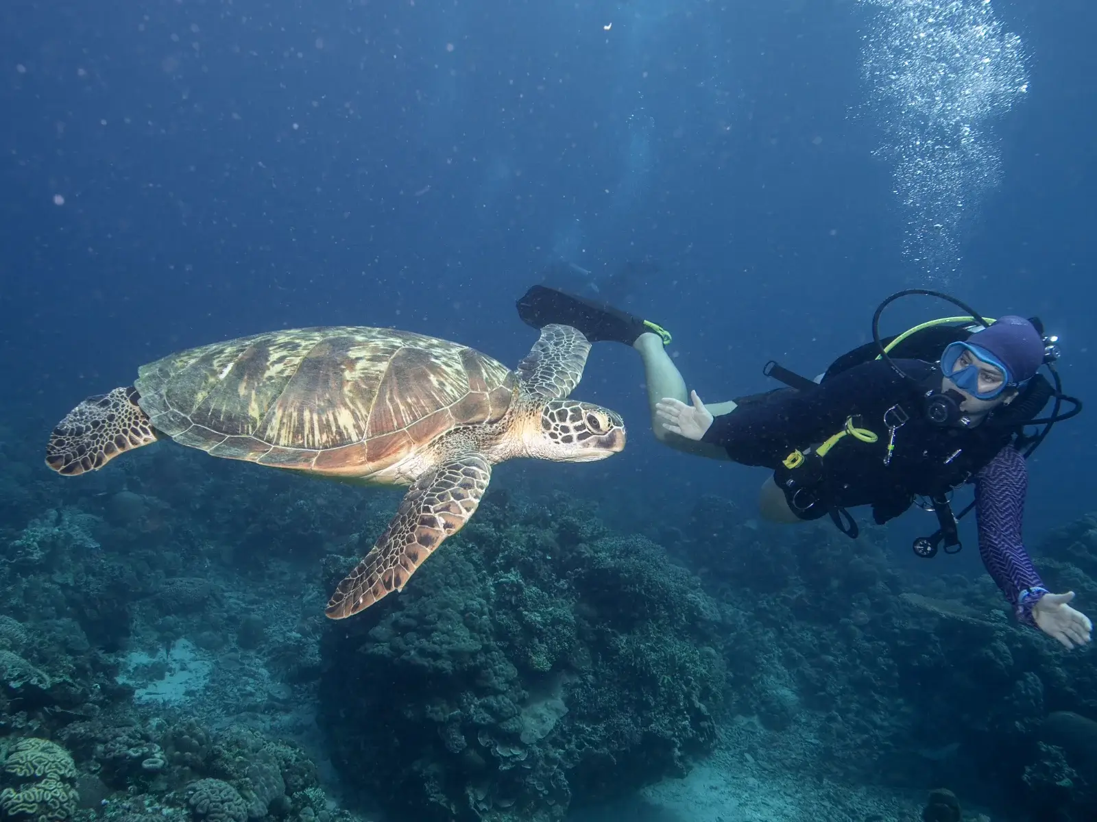 Rencontre avec une tortue à Siquijor Une tortue marine nage près d’un plongeur sur un récif de Siquijor.
