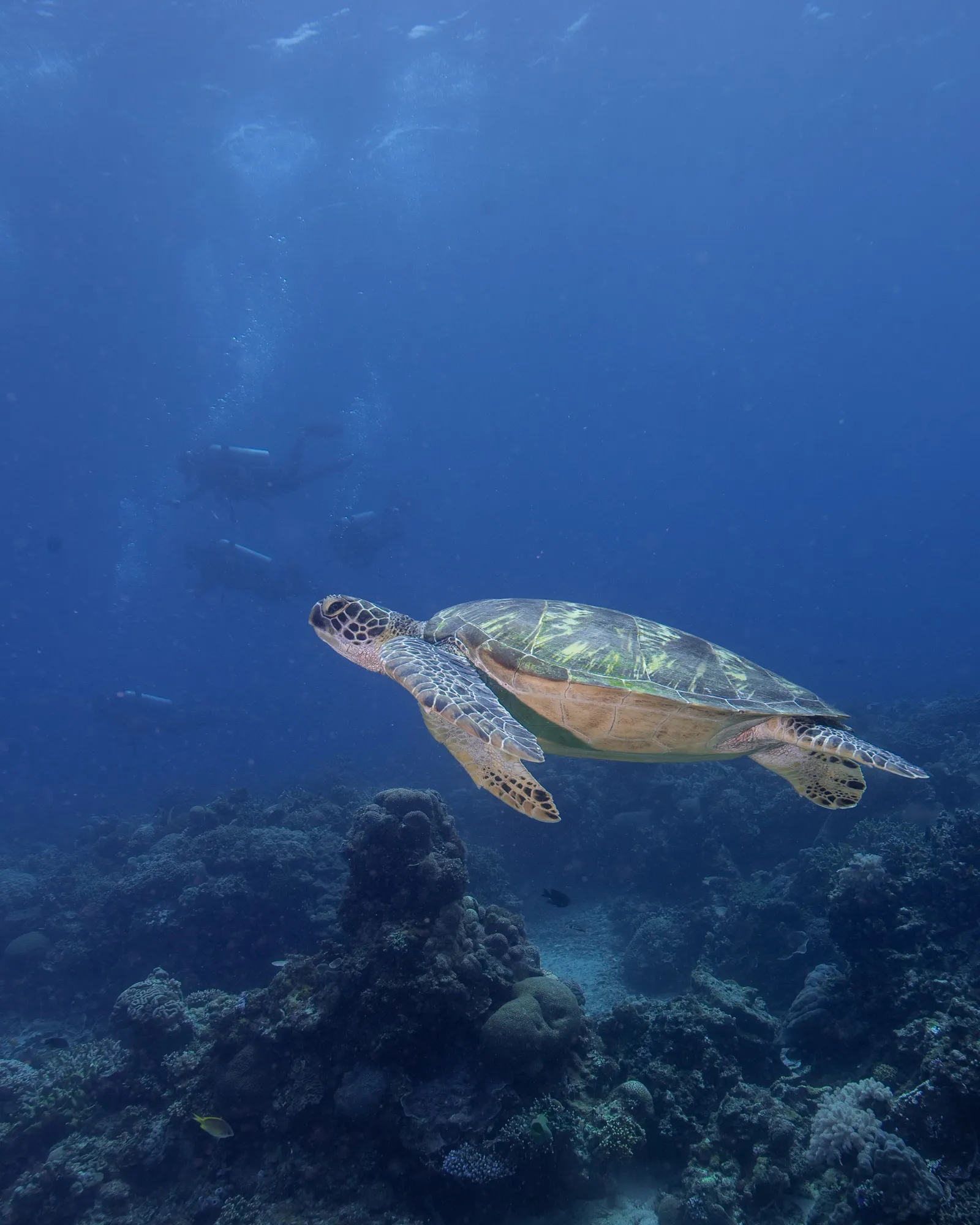 Tortuga marina durante un bautismo de buceo en Siquijor.
